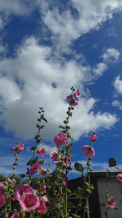In the village of Bol'shoi Snezhetok, Russia, a low-angle shot captures a cluster of pink hollyhock flowers reaching towards a vibrant blue sky dotted with fluffy white clouds. The flowers, in various stages of bloom and with some buds still closed, are a prominent feature, their petals slightly ruffled and delicate. The green stems and leaves form a dense foreground, creating a naturalistic, almost wild, garden setting. In the background, a portion of a weathered building with a dark roof is visible, hinting at a rural dwelling. The lighting suggests a sunny day, with the sunlight illuminating the flowers and casting soft shadows. No people or animals are present in the frame. The overall impression is one of a serene summer day in the Russian countryside.