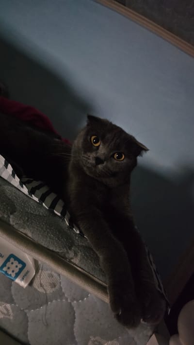 A dark gray Scottish Fold cat is the subject of this close-up, low-angle shot. The cat has large, round, yellow eyes that are looking directly at the camera with a curious expression. Its ears are folded forward, characteristic of the breed. The cat's fur appears soft and dense. It is lying down, with its front paws extended forward, resting on what appears to be a patterned surface, possibly a mattress or bedding with a black and white striped pattern. The background is softly blurred, with a hint of a blue wall on the left side of the frame and a darker, indistinct area to the right. The lighting is dim, suggesting it might be evening or an indoor setting with low light. A small white object with blue text and a grid-like symbol is partially visible in the lower right corner, with the Cyrillic text "ПЛАТЕКС" (PLATEX) discernible. The setting appears to be indoors, possibly a bedroom or living area, in Панфилово, Kazakhstan.