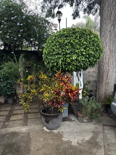 The scene is an exterior shot of a garden in San Francisco Totimehuacán, Mexico. The foreground features a paved area with a pattern of rectangular stones and sections of poured concrete. Several potted plants are arranged along the edge of the paved area. These include a large, rounded bush, a plant with colorful red and yellow foliage, and a smaller, spiky plant. Behind the potted plants, there is a variety of other greenery, including trees and bushes with blue flowers. A white, branch-like structure is visible among the plants, possibly serving as a decorative element. In the background, a textured wall can be seen, along with a small portion of a vehicle. The lighting suggests an overcast day.