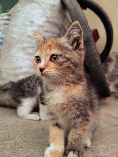 A calico kitten with large, expressive amber eyes is the central subject of this close-up, outdoor photograph. The kitten is positioned in the foreground, facing to the left with a curious and alert expression. Its fur displays a beautiful mix of light brown, orange, and grey tabby markings, with white accents on its chest and paws. Long, delicate white whiskers extend from its muzzle.
Behind the kitten, the background is softly blurred, providing context without distraction. To the left, another kitten or young cat is visible, mostly its grey and white patterned back and hind legs. Further behind this, a large, textured object, possibly a burlap sack or rolled-up rug, dominates the mid-ground. To the right, a portion of a dark, circular object, likely a bicycle tire or wheel, is present. The ground beneath the kittens appears to be a rough, concrete surface.
The lighting suggests it is daytime, with a soft, natural light illuminating the scene. The overall mood is one of innocent observation and gentle curiosity, embodied by the attentive gaze of the main kitten. The setting appears to be an outdoor area, perhaps a yard or alleyway, consistent with a rural or semi-urban environment. No text is visible in the image. The location context of Tash-Dobo, Kyrgyzstan, suggests a setting that might align with the rustic elements visible in the background.