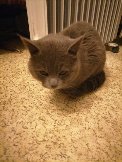 A medium close-up, eye-level shot captures a domestic short-haired cat, possibly a Russian Blue or similar breed, situated on a speckled beige floor in an indoor environment in Leskovdol, Bulgaria. The cat, exhibiting solid grey fur with a lighter snout area, is in a seated or low-crouch position, facing forward with its head slightly lowered and eyes narrowed. Its tail is curled around its lower body. In the background, to the left, a dark, indistinct object is partially visible behind a vertical light-colored trim. To the right, a white panel radiator with vertical fins is visible. A dark object, possibly a stand or part of the radiator, rests on the floor near the radiator's base. The lighting suggests an artificial indoor source, casting a warm hue over the scene. No individuals are present.