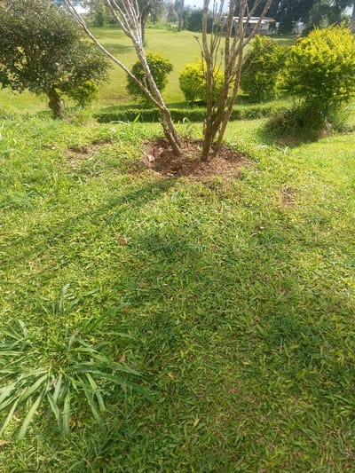 The scene depicts a sunlit outdoor area in Đăk Pxi, Vietnam. The foreground is dominated by green grass, cut short, with some areas showing slight variations in color and density. Towards the midground, a multi-stemmed tree with bare, light brown branches stands centrally, its base surrounded by dark brown mulch or soil. To the left of this tree, a larger tree with dense green foliage is partially visible. Further back, two smaller, rounded shrubs with bright yellow-green foliage are situated on a slightly elevated or sloped grassy area. In the far background, beyond the shrubs and trees, an expanse of lighter green grass leads to what appears to be a structure or fence, partially obscured by darker foliage under a bright sky, indicating daylight conditions. No individuals, actions, or specific objects of interest are present in the frame beyond the natural elements.
