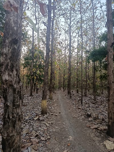 The image depicts a dirt path winding through a forest of tall, slender trees in Ketowan, Indonesia. The ground is covered in a thick layer of fallen leaves, mostly brown and dry, suggesting a dry season or autumn. The trees have mostly bare branches, with some scattered green and yellowing leaves. The lighting suggests it is late afternoon or early morning, with soft, diffused light filtering through the canopy. There are no people or animals visible in the image. The scene conveys a sense of quiet solitude and natural beauty.