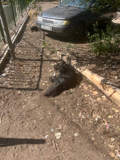 A black dog is lying on the ground in an outdoor urban area. The dog is on its side with its head resting on the ground and its legs extended. The ground is covered in dirt, leaves, and debris. A large fallen tree trunk is next to the dog. In the background, a dark-colored car is parked. The car has a license plate that reads "KZ 292AOY 08". A green metal fence is visible along the left side of the image. The scene appears to be in an area with sparse vegetation and dry conditions.