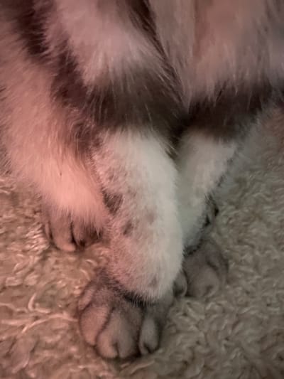 The image shows a close-up view of a cat's paws resting on a textured, light-colored surface, possibly a carpet or blanket. The cat's fur appears to be a mix of white and gray or brown stripes. One paw is curled inward, partially obscuring the other. The lighting in the image is warm, with a pinkish hue, suggesting artificial light. There are no visible indications of the city of Высокая Гора, Russia.