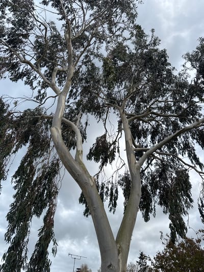 This media file features a low-angle shot looking up into the canopy of a large tree against a cloudy, overcast sky. The tree has distinctive smooth, light-colored, almost whitish-grey bark that peels in places, revealing lighter patches underneath. Its branches are thick and extend outwards, some curving gracefully. The leaves are a dark, muted green, and appear to be long and slender, suggesting a species like a Eucalyptus. Many of the leaves and smaller branches are blurred, indicating motion, likely from strong wind, giving the impression of a blustery day.

The sky is filled with grey clouds, with no direct sunlight visible, consistent with an overcast weather condition. In the distance, seen through the branches in one of the cropped views, a tall, slender structure resembling a television antenna or similar aerial is faintly visible on the horizon, hinting at nearby human habitation. No people or animals are visible, and there is no discernible text in the image. The overall scene captures a moment of nature's movement under a dramatic sky in North Norfolk, United Kingdom.