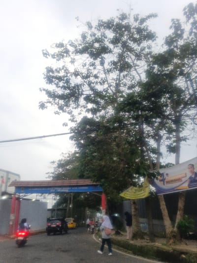 The scene depicts a street entrance under an overcast sky, identified by an overhead archway as "Desa Cipendawa". A blue archway with a brown roof structure spans the asphalt road, displaying white text that reads "SELAMAT DATANG KELURGA UTAMA BERAKHLAK AKAL KARIMAH DES CIPENDAWA". Red and white accents adorn the archway's pillars.

On the left side of the road in the foreground, an individual on a red scooter with an illuminated taillight moves away from the viewer. Further down the road, a dark-colored sedan and a yellow car are also observed moving in the same direction. On the right side of the road, a person wearing a white hijab and light-colored top walks towards the viewer, carrying a bag. Adjacent to the right side of the road, another individual dressed in dark clothing stands near the base of several large trees.

Numerous large trees with green foliage line the right side of the road, extending into the upper portion of the frame and partially obscuring the overcast sky. Two banners are affixed to these trees: a large blue and white banner featuring an image of a man and some text, and a smaller yellow banner situated below it. A light-colored building with visible windows is present on the far left, behind the archway. Overhead power lines traverse the upper left section of the image. The road surface shows signs of wear.