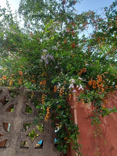 The image shows a dense, leafy tree with a wall in the foreground. The tree has small, orange fruits and pale purple flowers growing on the branches, along with green leaves. The tree is in a small courtyard area with a red brick wall to the right of the tree and a gray concrete wall with an intricate pattern to the left of the tree. The image was taken in the city of Ita Oniyan, Nigeria at the coordinates latitude: 7.286, longitude: 5.16.