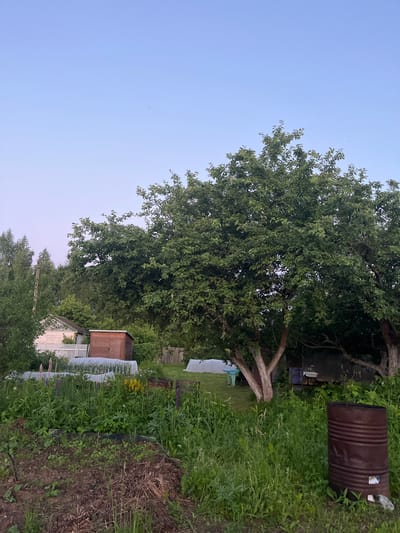 This is a vertical, eye-level, outdoor, medium-shot photograph of a rural backyard garden in the village of Klobushnevo, Russia. The sky is clear and a pale blue, transitioning to a soft pinkish hue near the horizon. In the foreground, a patch of tilled soil and dried vegetation is visible. The middle ground is filled with lush green grass and various plants, including lupine flowers with purple and pink blooms, and yellow flowers. Several white plastic greenhouse covers are set up over garden beds. To the left, a white wooden house with a peaked roof and a white picket fence stands partially obscured by trees. Next to the house, a small wooden shed with a reddish-brown roof and door is situated behind the fence. A large, leafy tree dominates the right side of the frame, its branches extending across the image. In the background, more trees and vegetation create a dense green backdrop. To the far right, a rusty, ribbed metal barrel stands upright in the grass. The scene appears to be set during twilight, with soft, diffused lighting. There are no people visible in the image.