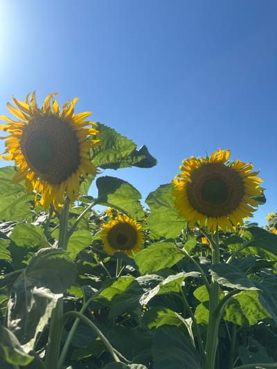A low-angle shot captures a field of sunflowers under a clear blue sky, with the sun casting a bright glare on the left side of the frame. Three large sunflowers are prominently featured, with their yellow petals and dark centers in sharp focus. Their thick green stems and large, textured leaves are also visible, creating a sense of depth and volume. The field extends into the background, where more sunflowers and greenery are visible, suggesting a vast expanse of the crop. The overall impression is one of natural beauty and abundance, bathed in bright sunlight. There are no people, animals, or man-made structures in the image. The scene appears to be a rural agricultural setting, likely a sunflower farm. Based on the provided information, this scene is located in Kolobar, Bulgaria.