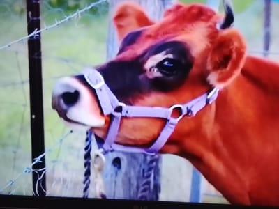 The image shows a close-up, angled, and slightly blurry view of a brown cow wearing a purple halter. The cow has dark markings around its eyes and a light brown muzzle. A barbed wire fence runs diagonally across the left side of the frame, in front of the cow. Behind the cow, a wooden post and green foliage are visible, suggesting an outdoor setting. The image appears to be captured on a screen, possibly a television or computer monitor, as indicated by the bottom edge showing a faint "LG" logo. There is no discernible information about the location in Klichaw, Belarus.