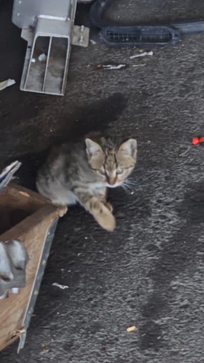 A tabby kitten is sitting on a dark, uneven ground, possibly asphalt, in Ataşehir, Turkey. The kitten is facing the viewer, with its head slightly tilted. Its fur is a mix of brown, black, and grey stripes. Its front right paw is extended forward. In the background, to the left, is a part of a metallic structure that appears to be some kind of bin or container, made of stainless steel with visible rivets. To the right of the kitten, there is a black plastic object with a grid pattern, possibly a vent or a grille. Scattered on the ground are small pieces of debris, including white and orange fragments. The lighting suggests it is daytime, with shadows visible on the ground.