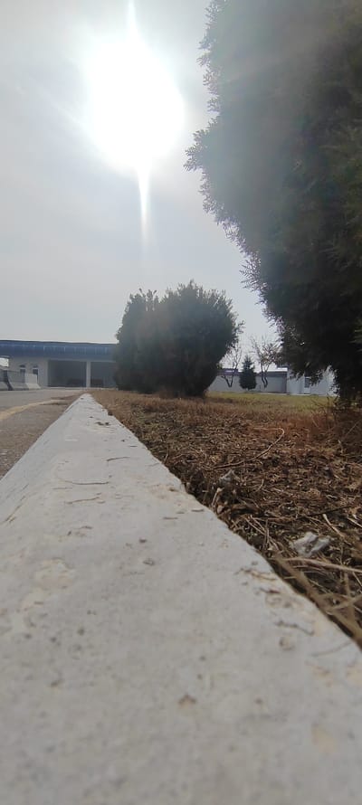 A ground-level shot focuses on a concrete curb leading into a landscape of dried grass and small plants. Behind this foreground, a row of bushes and a structure with a blue-trimmed roof line the horizon. The sun is bright, causing glare and obscuring details in the sky. A large tree occupies the right side, partially blocking the view. The overall scene has a washed-out, pale tone.