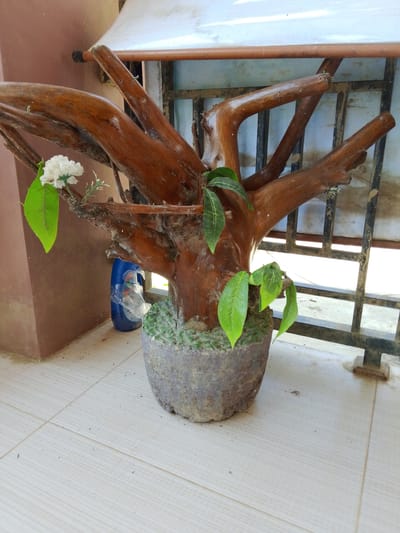 The image shows a decorative arrangement of a large, weathered tree branch in a textured, gray pot filled with green gravel. The branch has been artfully shaped, with multiple limbs extending outwards. A single white artificial flower with green leaves is attached to one of the upper limbs. Several live green leaves are also emerging from the main trunk and lower limbs of the branch. Behind the branch, a blue plastic bottle is visible, partially wrapped in clear plastic tape, and behind that is a black metal fence. The entire arrangement sits on a light-colored tiled floor. The background wall is a muted brown. The scene appears to be an outdoor setting, possibly a porch or patio, given the presence of the tiled floor, fence, and natural light. The image was taken in the city of Blangpeuria, Indonesia.