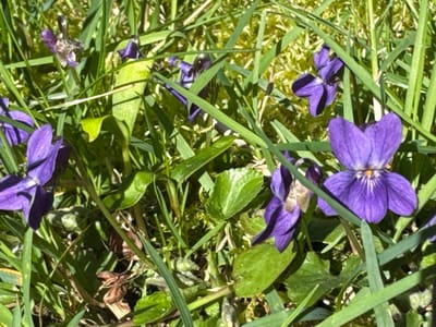 A ground-level, close-up photograph depicts a cluster of wild violet flowers amidst green grass and moss, located in Saint-Mandé, France. Multiple *Viola* blossoms, characterized by five purple petals and lighter central markings, are scattered throughout the frame. Some flowers appear fully open, while others are partially obscured or exhibit signs of wilting. The dominant vegetation consists of numerous green grass blades and patches of bright green moss. Brown, dried plant detritus is present on the soil surface, partially concealed by the living flora. The scene is illuminated by direct sunlight, producing sharp highlights and defined shadows. No individuals, animals, or man-made objects are visible.