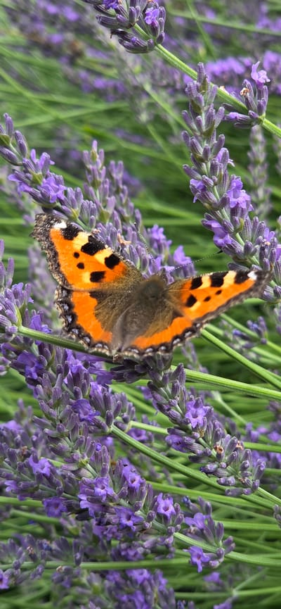 A butterfly with orange and black wings is perched on a lavender stem. The butterfly is facing left, with its wings partially open. Its wings are adorned with black spots and a black, jagged border. Its body is dark brown, and its antennae are thin and black.
The butterfly is surrounded by a cluster of blooming lavender flowers, which are a vibrant purple color. The lavender stems are green and fuzzy, and they are interspersed with more lavender blooms in the background, creating a soft, blurred effect. The overall scene is one of natural beauty and tranquility. The lighting suggests it might be daytime, likely during warmer months when lavender and butterflies are abundant. The image appears to be taken in a garden or a field where lavender is grown. The detail suggests a close-up shot, emphasizing the intricate patterns of the butterfly and the delicate structure of the lavender. There is no visible text in the image.