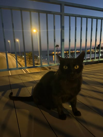 A black cat stands on a deck near a railing, gazing directly at the camera. The deck is made of dark, horizontally oriented planks. Behind the railing, a coastal scene unfolds, illuminated by streetlights. The scene includes a road, palm trees, and city lights reflecting on the water. The location appears to be Puerto Rico, Spain, based on the coastal landscape and architecture visible in the background. The time of day is likely dusk or evening.