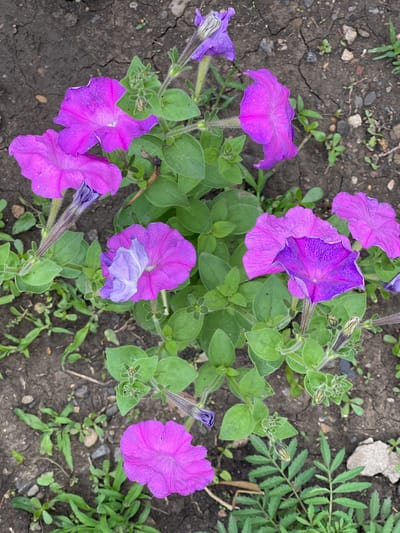 This media file is a top-down, eye-level shot of several purple petunia flowers blooming amongst green foliage and dark, cracked soil. The flowers, varying in their stage of bloom, display a vibrant purple hue with some showing lighter, almost pastel shades on their ruffled petals. The soil is dry and appears to be in a garden or natural outdoor setting, with small pebbles and sparse green weeds scattered across its surface. In the background, to the right, a feathery green plant is visible. The lighting suggests it is daytime, and the overall scene conveys a sense of natural beauty and the growth of flora. There is no visible text.