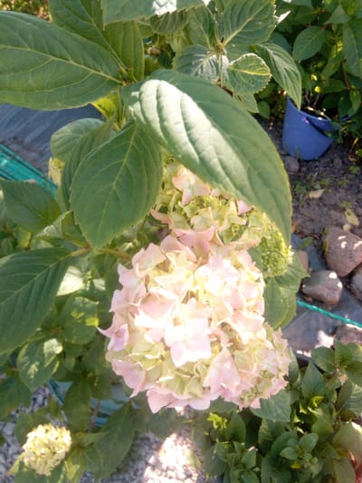 A close-up, eye-level shot shows a cluster of light pink and green hydrangea flowers in bloom. The flowers are the primary subject, filling the majority of the frame. They are surrounded by large, dark green leaves, some of which are catching the sunlight. In the background, out of focus, a blue pot is visible on the ground, along with some rocks and gravel. The scene appears to be outdoors, possibly in a garden. The lighting suggests it is daytime, with sunlight filtering through the foliage.
