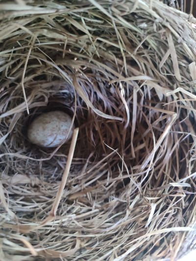 An overhead, close-up, medium shot shows a single speckled bird's egg nestled within a bird's nest. The nest is composed of dry, brown grass and straw, forming a bowl-like structure. The egg is oval-shaped and off-white with small brown speckles. A single straw sticks up vertically to the right of the egg, partially obscuring it. The background is filled with the textured, intertwined strands of the nest. This image is not in the city of Novaya Ivanovka, Russia.