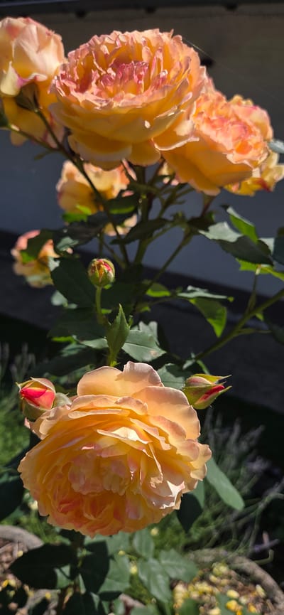 A cluster of peach and orange roses with pink highlights are in bloom outdoors, likely in a garden setting. The roses are the primary subjects, with several fully bloomed flowers and some buds visible. The background is slightly out of focus and appears to be a dark wall or structure with some greenery. The lighting suggests it is daytime, with sunlight illuminating the petals. The image does not contain any people. The specific location in Manderbach, Germany is not discernible from the visual information provided in the image.