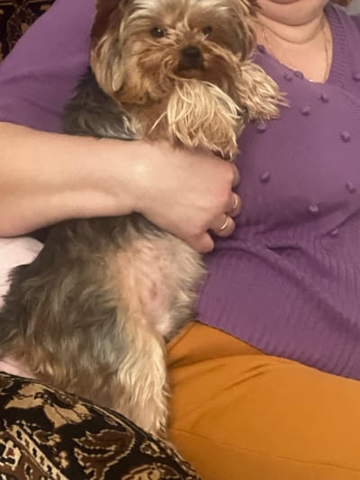 A close-up image depicts a small, long-haired dog, likely a Yorkshire Terrier, being held by an individual. The dog is positioned centrally, facing the viewer, with a multi-toned coat displaying shades of golden-brown on its head and limbs, transitioning to darker grey/black on its back, and lighter tan/cream on its belly, which exhibits some visible skin with faint red marks. Prominent, lighter-colored facial hair frames its dark eyes and nose.
The scene involves parts of at least two human subjects. A light-skinned arm and hand are visible, cradling the dog. This hand wears two plain gold-colored rings on its ring finger. To the right, the upper torso and neck of another individual are visible, clad in a textured purple knitted sweater adorned with small, raised bobbles. A sliver of the individual's chin is discernible at the top right. Below the purple sweater, an orange fabric, consistent with trousers, is visible. At the bottom left, a dark brown fabric with a lighter abstract pattern is present, possibly a blanket, cushion, or another person's attire. The interaction suggests the dog is being held or petted in an indoor setting. The image provides no specific details to determine a precise location within the city of Пугачёво, Russia.