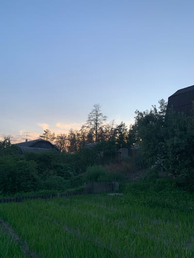 This image depicts a rural landscape at dusk in the city of Pokotylivka, Ukraine. In the foreground, a section of tilled earth is planted with rows of green seedlings, possibly grain or young vegetables. A low, weathered fence made of corrugated material runs horizontally across the middle ground, separating the cultivated area from a densely vegetated zone. Behind the fence, a variety of trees and bushes create a thick green backdrop. Visible within this foliage are parts of buildings: a dark, gabled roof of what appears to be a barn or storage structure, and the corner of another building with a dark, corrugated roof. Further back, a tall, bare tree stands out against the sky, its branches stark and leafless. The sky above is a gradient of pale blue to a soft orange and pink, indicative of sunset, with faint clouds visible. The scene is peaceful and appears to be devoid of human presence or activity.
