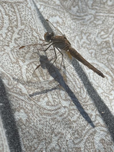 A brown dragonfly is perched on a textured, light-colored surface, likely fabric, with a subtle patterned design. The dragonfly is positioned diagonally across the frame, with its body extending from the upper left to the lower right. Its wings are translucent and spread slightly, while its abdomen is segmented and tapers to a point. The dragonfly's head is visible with large eyes. A long, dark shadow is cast by the dragonfly onto the surface, extending to the lower left. The background is a continuation of the textured surface. The image appears to be taken outdoors, possibly in a natural setting, given the presence of the dragonfly and the sunlight casting a distinct shadow.