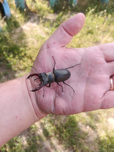 In the city of Pervomaisk, Ukraine, a close-up shot captures a stag beetle with prominent mandibles resting on a person's palm. The beetle is dark, with reddish-brown pincers and segmented antennae. The hand, which appears to be that of an adult, is open, showcasing the insect. A gold-colored ring is visible on the ring finger. The background is blurred, but appears to be an outdoor setting with green foliage and possibly some blue structures. The lighting suggests it is daytime.