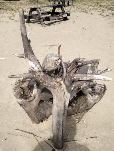 This media file shows a close-up, eye-level view of a weathered, gnarled driftwood sculpture resting on a sandy beach. The driftwood, a complex arrangement of twisted branches and roots, is the primary subject, dominating the foreground. Its texture is rough and bleached by the sun and sea, with areas of darker, aged wood. In the background, the sandy beach continues, with sparse, dry vegetation and scattered debris. Further back, a dilapidated wooden picnic table is visible, its structure weathered and partially collapsed. The setting appears to be a beach or a coastal area, possibly in Meudheun, Indonesia, given the context. The lighting suggests it is daytime, with the sun casting shadows from the driftwood and the picnic table. There are no people or discernible activities taking place; the scene is static and focuses on the natural decay and artistic form of the driftwood. No visible text is present in the image. The overall mood is one of natural entropy and stillness.