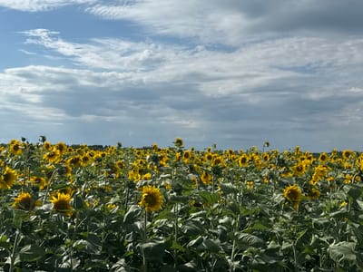 A vast field of sunflowers stretches towards a horizon lined with trees under a partly cloudy sky. The sunflowers, in various stages of bloom, display bright yellow petals and dark centers, interspersed with lush green leaves and tall stalks. The sky above is a mix of blue and grey clouds, with some wispy formations and larger, denser masses. The scene appears to be in an open rural area, likely a sunflower farm or natural field. The image is taken from a low angle, looking across the expanse of the flower field.