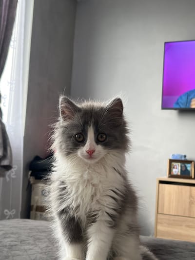 The primary subject of the image is a fluffy grey and white kitten, captured in a close-up shot and looking directly at the viewer with a curious expression. The kitten has soft, shaggy fur, featuring a grey mask around its eyes, grey ears, and a grey back, while its muzzle, chest, and belly are white. It has a small pink nose and warm brown eyes, with prominent white whiskers. The kitten's head is slightly tilted.

The kitten appears to be resting on a grey, textured fabric surface, likely a bed or sofa, which occupies the foreground and right side of the rotated image. In the background, on the left side, a television screen displays vibrant purple and blue hues. Above and to the right of the TV, a light wooden cabinet or piece of furniture is visible. Near the cabinet, two small framed pictures with golden edges hang on a light grey wall.

The scene is an indoor setting, likely a home, with bright, natural lighting that illuminates the kitten's fur. The image is rotated 90 degrees clockwise, creating an upward-looking perspective towards the kitten. There is no visible text in the image.