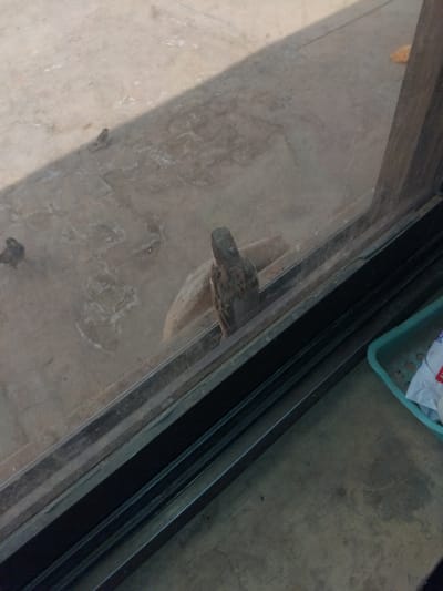 A small bird is perched on a rocky surface near a glass pane, with a wooden frame visible to the right. The ground outside is a light-colored concrete with some debris and shadows. Inside, a green plastic basket containing white paper items is visible in the lower right corner. There are no people visible in the image. The scene appears to be an outdoor area, possibly a courtyard or patio, in Chhina Uttar, Pakistan.