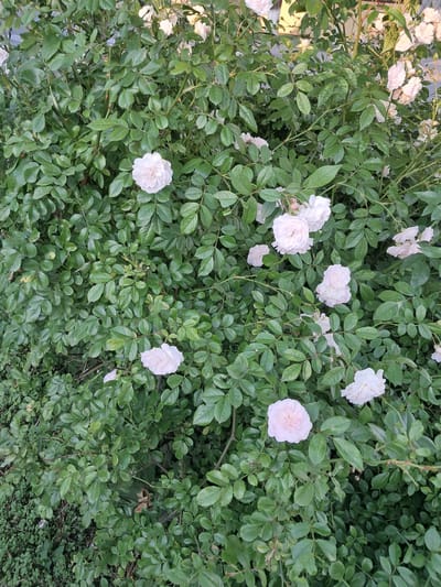 This media file is a top-down, full-frame shot of a rose bush in Khadyzhensk, Russia. The bush is densely packed with green leaves and is adorned with numerous pale pink roses in various stages of bloom. Some roses are fully open, revealing delicate petals, while others are still tightly budded. The thorns on the rose stems are visible throughout the foliage. The lighting suggests it is daytime, with soft shadows indicating possibly overcast or late afternoon conditions. The scene is natural, with no human presence or man-made objects other than what appears to be a portion of a light-colored structure or fence on the far left edge of the image. The overall impression is one of lush greenery and the gentle beauty of blooming roses.