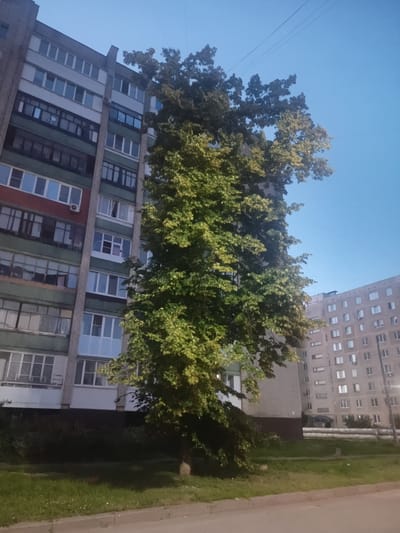 The image depicts a street scene in Oryol, Russia, featuring two apartment buildings and a large tree. The building on the left is a multi-story apartment complex with a brick facade and numerous windows. It appears to be an older Soviet-era building, with a mix of dark green, red, and white panels. The building on the right is also a multi-story apartment building, appearing somewhat newer than the one on the left, with a lighter-colored facade and a repetitive pattern of windows. A tall, leafy tree stands prominently in the foreground, partially obscuring the left building and extending towards the right building. The sky is a clear, pale blue, suggesting it might be early morning or late afternoon. The ground in front of the buildings is covered in grass, with a paved area in the foreground which appears to be a sidewalk or road. There are no people visible in the image. The overall impression is a typical urban residential area.