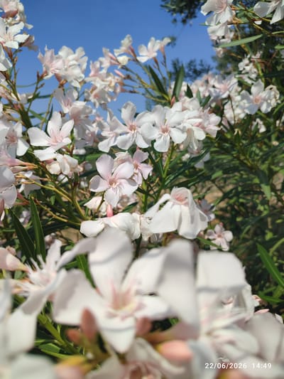 This is a close-up, low-angle, outdoor photograph of white oleander flowers against a bright blue sky. The flowers are in various stages of bloom, with some fully open and others in bud. They have delicate, pale pink centers and are clustered on green stems and branches. The image is taken on a sunny day, with the bright sunlight highlighting the petals. The background is a vibrant blue sky, with some blurred green foliage visible. The overall impression is one of natural beauty and tranquility. The lower right corner of the image contains a timestamp: "22/06/2026 14:49". The location context is Scordia, Italy.