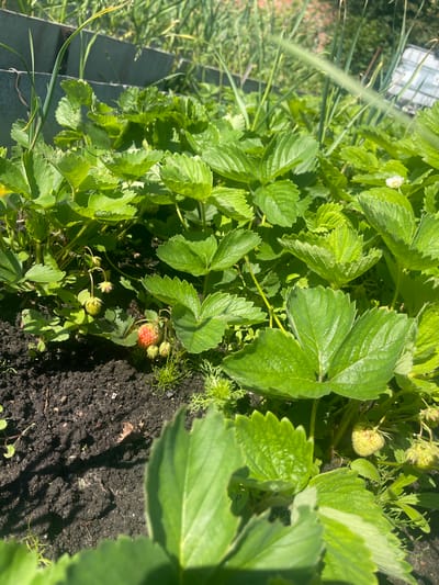 This is a close-up, slightly angled outdoor shot of a strawberry patch on a sunny day. The foreground is dominated by vibrant green strawberry leaves, some in sharp focus and others softly blurred. A single ripe strawberry, red and round, is visible amongst the foliage, along with several unripe, green strawberries. The dark soil of the garden bed is also prominent.
In the background, out of focus, there are glimpses of other greenery, possibly tall grass or other plants, and a hint of a greenhouse or similar structure with white panes. A greyish fence or border is visible on the left side, running diagonally through the image. The lighting suggests it is daytime, with strong sunlight casting shadows. The overall scene is one of a thriving garden, likely in a rural or suburban setting, specifically identified as "Вымпел Снт, Russia". There is no visible text in the image.