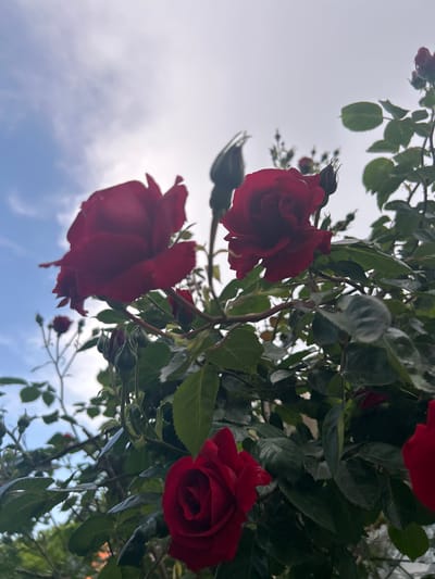 The image shows a low-angle view of red roses and their green leaves against a backdrop of a light blue and white sky. The scene is outdoors and the roses are attached to a climbing structure. The location is Dmitrievskaya, Russia.