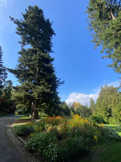 The image displays an outdoor scene within the Parc Zoologique et Botanique in Mulhouse, France, under a clear blue sky with scattered white cumulus clouds. A prominent, tall conifer tree with dense green foliage occupies the left-center of the frame, extending vertically towards the sky. To the left of this tree, a paved path, edged with cobblestones, curves away into the background. In the mid-ground, a large flower bed features a mix of green foliage interspersed with numerous orange, yellow, and white blossoms. Beyond the flower bed and the central conifer, a diverse collection of trees forms a dense background, including both conifers and deciduous trees, some of which exhibit yellow and orange autumn foliage. Grassy areas are visible between the path, flower bed, and the distant tree line. No individuals, animals, or specific interactions are depicted.