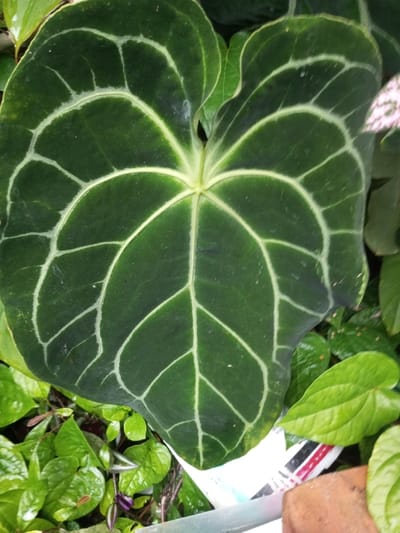 A large, dark green Anthurium leaf dominates the frame. The leaf exhibits prominent, contrasting light-colored veins, creating a striking pattern. Surrounding the Anthurium are smaller, vibrant green leaves from other plants, adding depth and texture to the composition. A hint of a white container is visible beneath the foliage, suggesting a potted arrangement.