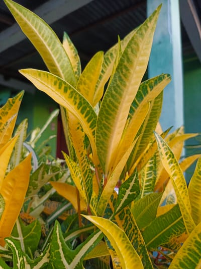 A close-up, eye-level, outdoor shot captures a vibrant cluster of croton plants with brightly colored leaves. The leaves display a striking pattern of yellow and green variegation, with some entirely yellow and others featuring bold green splotches and veins. The background is blurred, revealing hints of a building's corrugated metal roof and a teal-colored wall. No people are present in the image. The scene appears to be set in an urban environment, likely a residential area or a public space in Meuliek, Indonesia.