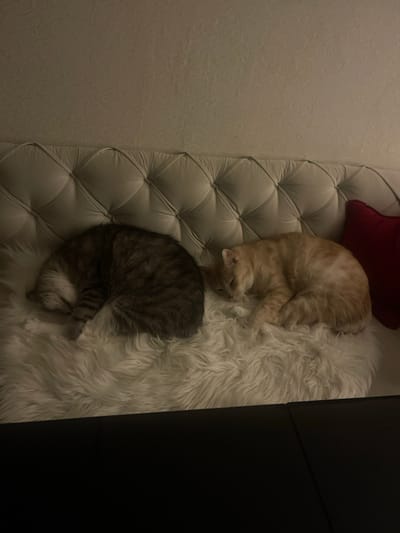 An aerial shot displays two cats, one tan and one grey tabby, curled up asleep on a tufted white bench. A red pillow rests behind the tan cat. A shag rug is beneath the cats. The bench sits against a textured wall on the left. To the right, a black cabinet or wall is visible. The scene is dimly lit.