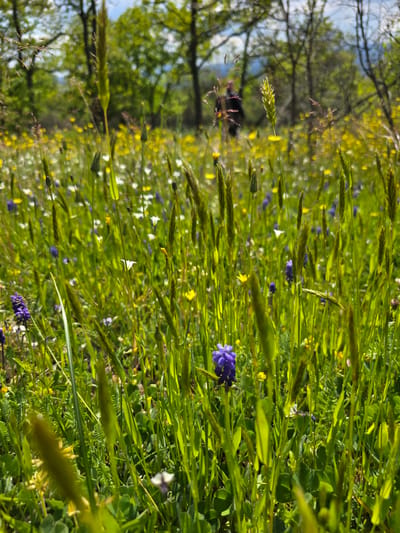 The image shows a grassy field in Ustrem, Bulgaria, populated with various wildflowers in bloom. Predominant colors are green from the grass and foliage, interspersed with yellow, purple, and white flowers. In the background, trees are visible, suggesting the edge of a wooded area or park. The sky is partially visible through the trees. No people or animals are visible in the frame. The scene conveys a natural environment.
