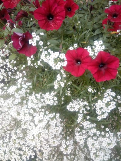 The image displays a close-up, top-down view of a densely planted flower bed. Dominating the foreground and midground are numerous small, white, star-shaped flowers with yellow centers, interspersed with vibrant red petunia-like flowers. The red flowers are larger and more prominent, with deep throats and ruffled or slightly curled petals. Green foliage serves as a backdrop and filler, with some leaves visible among the blossoms. The scene appears to be an outdoor garden or planter, likely in a public space such as a park or along a street in Первомайская, Russia, given the provided context. There are no people or animals visible in the image. The lighting suggests it could be daytime, though the overall quality of the image is somewhat soft, and the focus is not uniformly sharp across all elements.