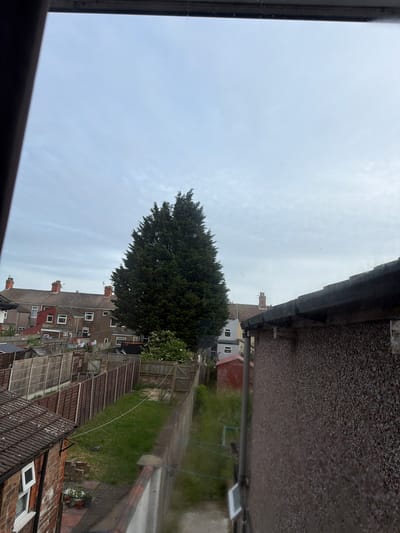 This image shows a view of residential back gardens in Grimsby, United Kingdom, likely from an upper floor window. In the foreground, a textured, pebble-dashed wall of a building is visible on the right, with the corner of a tiled roof and a brick building on the left. Beyond the immediate structures, a series of wooden fences delineate the gardens. A tall, conical evergreen tree dominates the mid-ground, with a cluster of smaller green bushes at its base. Behind the tree, terraced houses with pitched roofs and chimneys are visible. The sky is overcast with a light grey hue. A single pigeon is present on the grass in one of the gardens. The scene depicts a typical urban or suburban residential area.