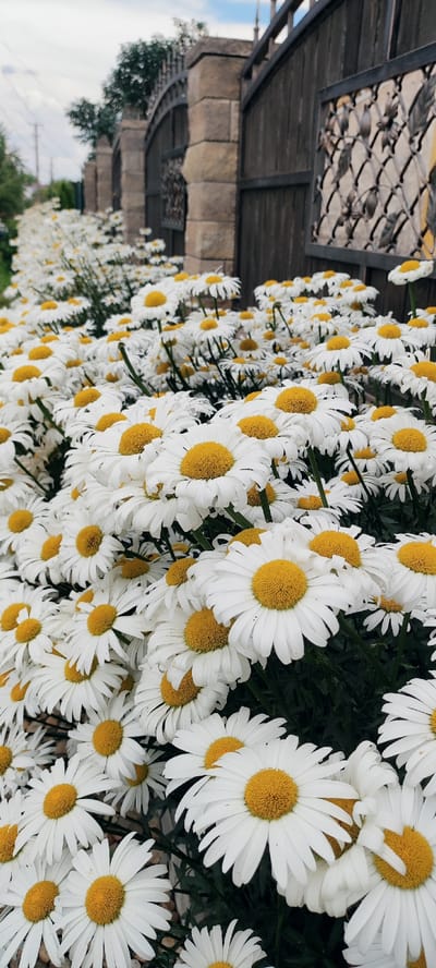 A close-up, low-angle shot showcases a dense field of white daisies with bright yellow centers. The flowers are in full bloom, filling the foreground and extending into the background, where they create a soft blur of white and green. Behind the flowers, a rustic, dark wooden fence with decorative ironwork is visible, topped by rough-hewn stone pillars. The fence appears to be part of a garden or property boundary, suggesting a setting in a yard or park. The sky above is a pale blue with soft, white clouds, indicating pleasant, possibly overcast weather. The lighting suggests it is daytime, likely morning or afternoon. The overall mood is serene and natural, emphasizing the beauty of the blooming flowers. There is no visible text in the image.