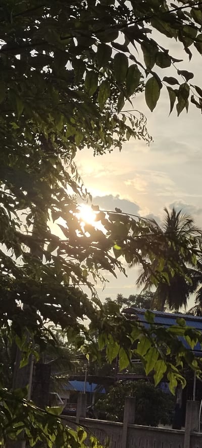 This is a vertical, low-angle shot of lush green leaves in the foreground, framing a hazy, sunlit sky with soft white clouds. The sun's rays pierce through the foliage, creating a gentle lens flare and illuminating the leaves from behind. In the mid-ground, several palm trees are visible, their fronds silhouetted against the bright sky. Beneath the trees, a blue-tiled roof of a building can be seen, along with parts of a fence and some concrete pillars, suggesting a semi-urban or rural setting. The overall mood is serene and tranquil, with the diffused sunlight indicating either early morning or late afternoon. The location is identified as Meunasahaluedrienlhoksukon Barat, Indonesia, which aligns with the presence of palm trees and the tropical feel of the foliage. There is no visible text in the image.