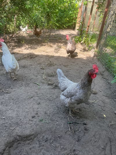 The image depicts an outdoor scene with several chickens in a fenced enclosure. The ground is predominantly dirt with scattered dry grass and some green vegetation. In the background, there is a wire fence and a wooden structure, possibly part of a coop or run. Lush green bushes and trees are visible on the left side of the frame, casting shadows on the ground.
There are at least four chickens visible. One prominent chicken, positioned in the center, is light gray with a bright red comb. It is looking upwards and to the left. To its left, another chicken with a speckled brown and white pattern is partially visible. Further into the enclosure, behind the bushes, at least two more chickens can be seen; one appears to be reddish-brown, and another is white. The white chicken in the foreground at the bottom is also visible.
The scene suggests a sunny day, as indicated by the strong shadows cast by the fence and vegetation. The presence of chickens and their enclosure points to a farm or backyard setting. The image is oriented vertically, with the top of the frame appearing on the left. No text is visible in the image. The location is identified as Pushkino, Russia.