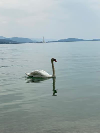 A serene lake scene features a solitary white swan gliding on calm water. In the distance, a sailboat with a white sail navigates the lake, with hazy blue mountains forming a backdrop along the shoreline. The sky is overcast, casting a muted light on the environment. The swan is positioned to the left of the frame, with its reflection visible on the water's surface. The overall impression is one of peacefulness and natural beauty. The location is presumed to be Cortaillod, Switzerland.