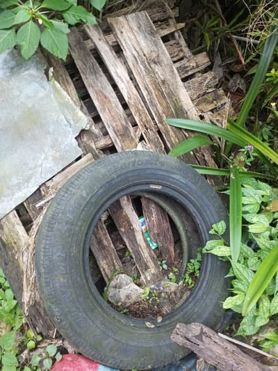 This image depicts a cluttered outdoor scene in Naya Andura, India, characterized by discarded objects and dense vegetation. A worn black Dunlop SP10 radial tire, size 155/70R13 88S, lies prominently in the foreground, angled towards the bottom right. A second, narrower tire is partially visible within its circumference. Behind the tire and extending to the left is a weathered wooden pallet, consisting of multiple discolored planks and crossbeams. A bent piece of corrugated galvanized metal sheeting is positioned to the upper left, partially covering the pallet. Through the slats of the wooden pallet, a green and white plastic bottle, partially marked "Ampi," is discernible. The entire area is surrounded by lush green foliage, including broad-leafed plants at the top left, narrow blade-like plants on the right, and various ground-covering plants. A small purple flower is visible among the plants on the right. Scattered around the objects are pieces of decaying wood and organic debris. No individuals or active interactions are present in the frame.